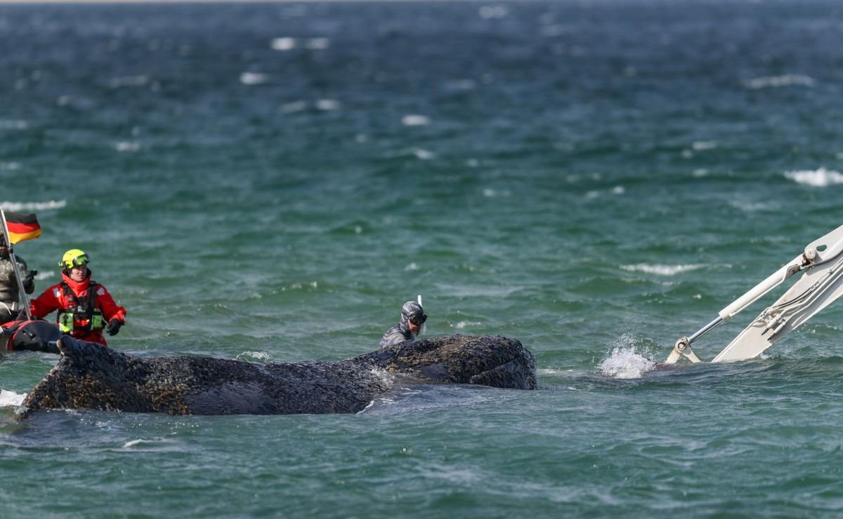 Ballena ‘Timmy’ que murió en Alemania será convertida en biocombustible